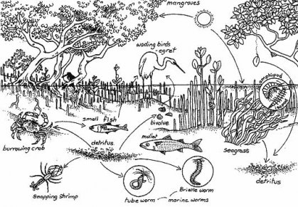 rantai makanan paa ekosistem mangrove. (Nybaken.1992)